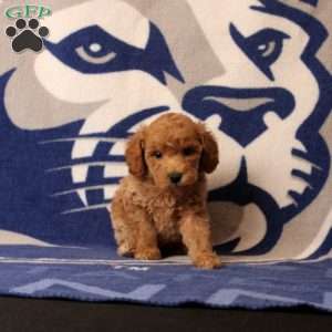 Roxie, Mini Goldendoodle Puppy